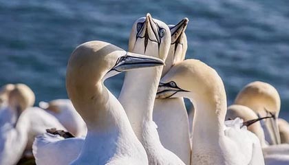 开云网站-Karrigan 指出丹麦 CS_GO 场景由两支战队主导，丹麦csgo为什么这么强