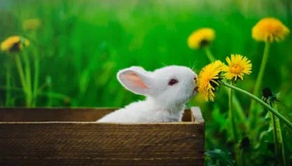 KAIYUN 中国大陆-李娜建议职业选手关注心理建设问题，李娜对抗李娜体现的组织行为学知识点